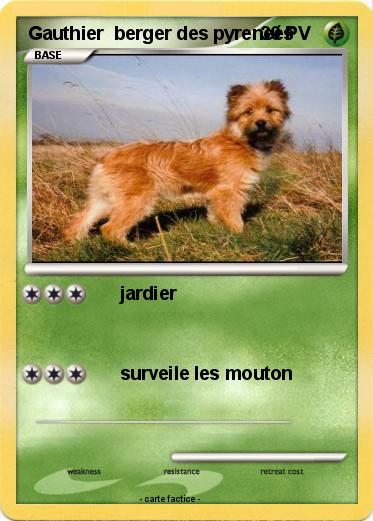 Pokemon Gauthier  berger des pyreneés