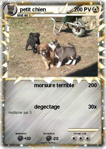 Pokemon petit chien