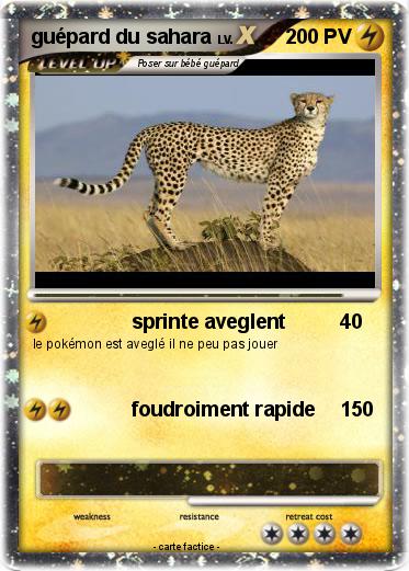 Pokemon guépard du sahara