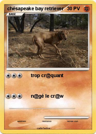 Pokemon chésapeake bay retriever