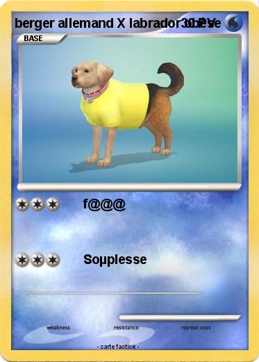 Pokemon berger allemand X labrador obèse