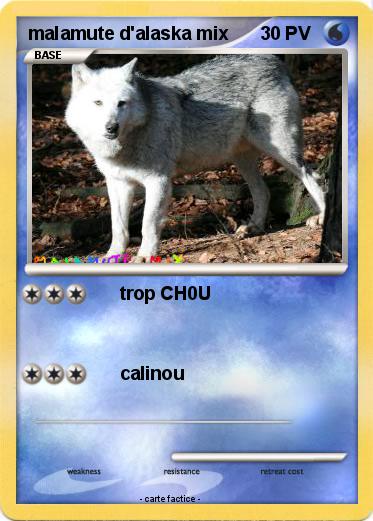 Pokemon malamute d'alaska mix