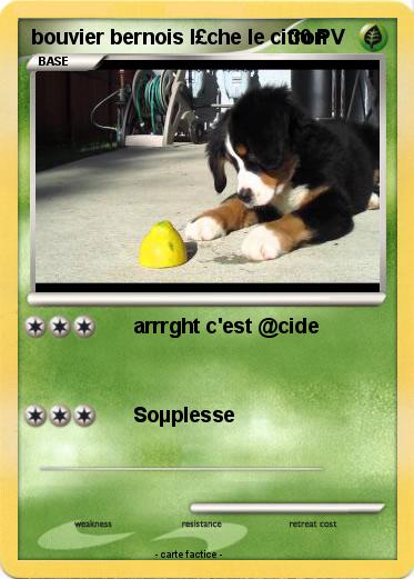 Pokemon bouvier bernois l£che le citron