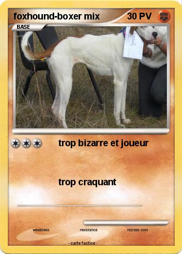 Pokemon foxhound-boxer mix