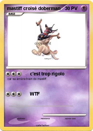 Pokemon mastiff croisé doberman