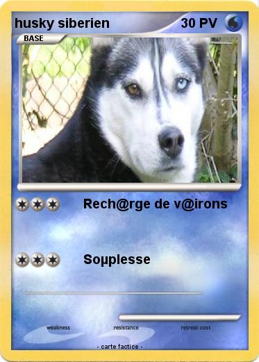 Pokemon husky siberien