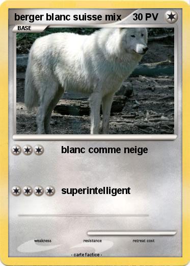 Pokemon berger blanc suisse mix