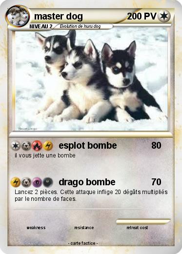 Pokemon master dog