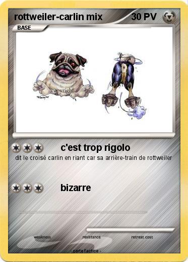 Pokemon rottweiler-carlin mix