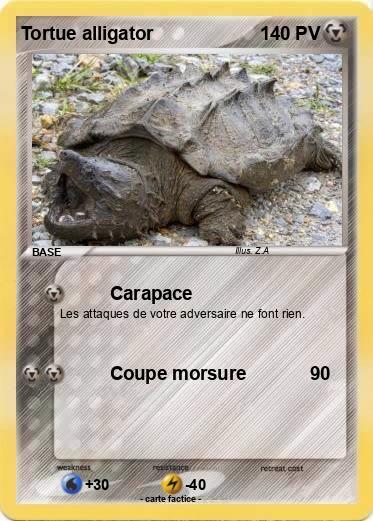 Pokemon Tortue alligator