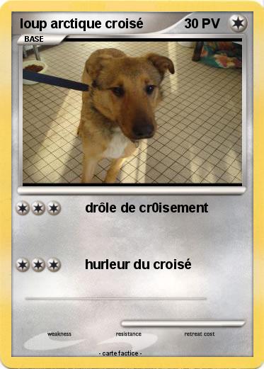 Pokemon loup arctique croisé