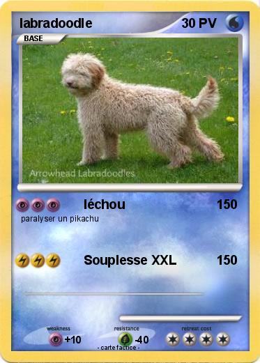 Pokemon labradoodle