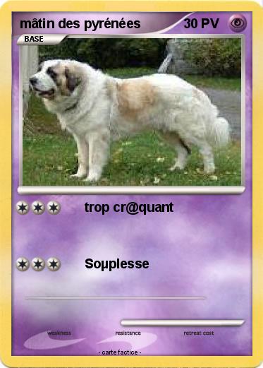 Pokemon mâtin des pyrénées