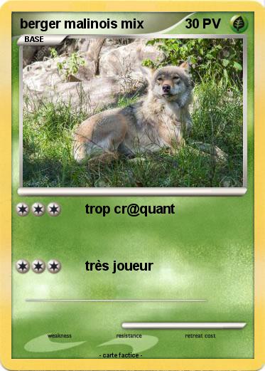 Pokemon berger malinois mix