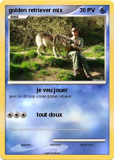 Pokemon golden retriever mix