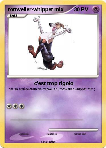 Pokemon rottweiler-whippet mix