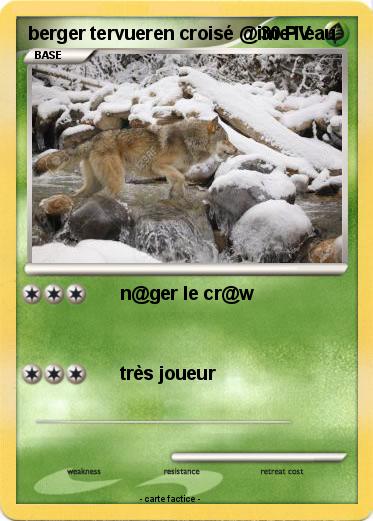 Pokemon berger tervueren croisé @ime l'eau