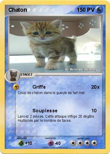 Pokemon Chaton