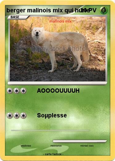 Pokemon berger malinois mix qui hurle