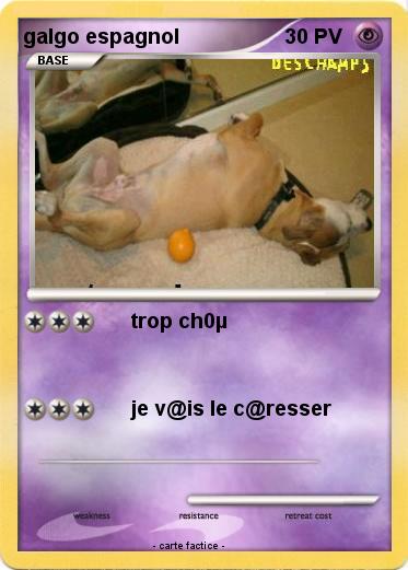 Pokemon galgo espagnol