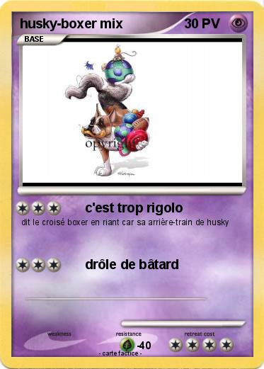 Pokemon husky-boxer mix