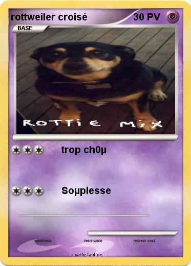 Pokemon rottweiler croisé