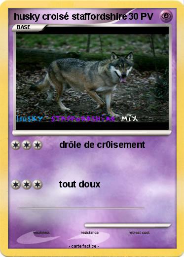 Pokemon husky croisé staffordshire