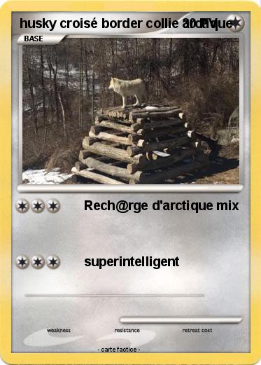 Pokemon husky croisé border collie arctique