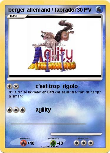 Pokemon berger allemand / labrador