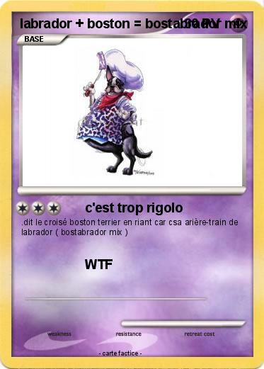 Pokemon labrador + boston = bostabrador mix