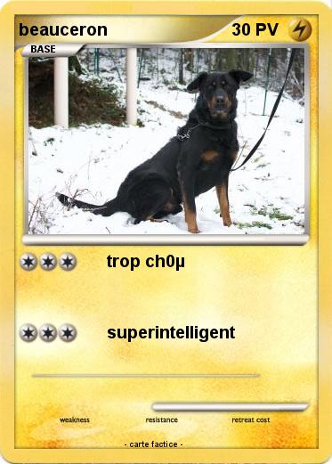 Pokemon beauceron