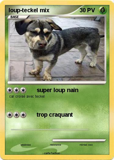 Pokemon loup-teckel mix
