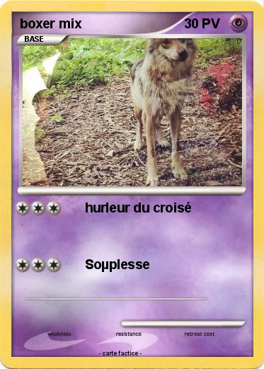 Pokemon boxer mix
