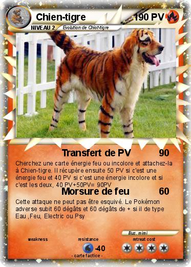 Pokemon Chien-tigre