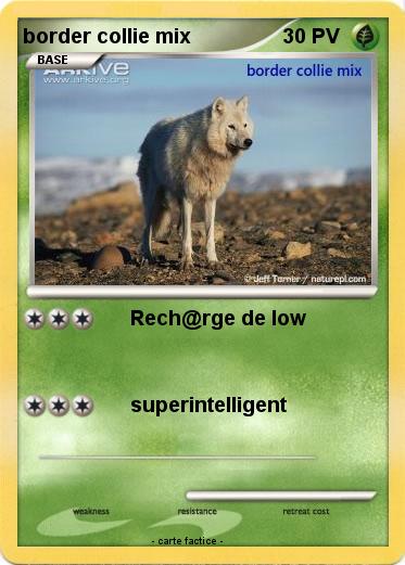 Pokemon border collie mix