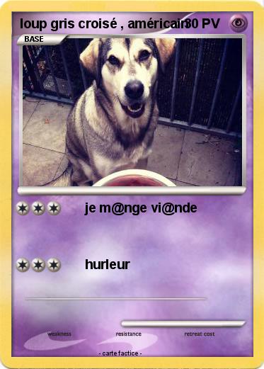 Pokemon loup gris croisé , américain