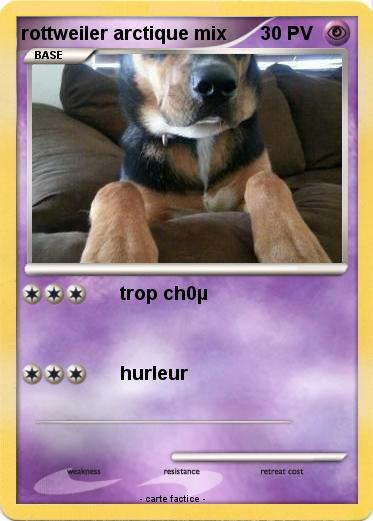 Pokemon rottweiler arctique mix