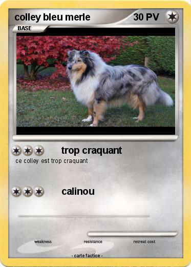 Pokemon colley bleu merle