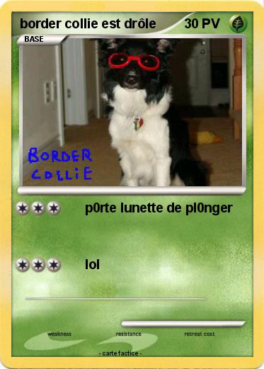 Pokemon border collie est drôle