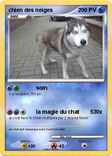 Pokemon chien des neiges