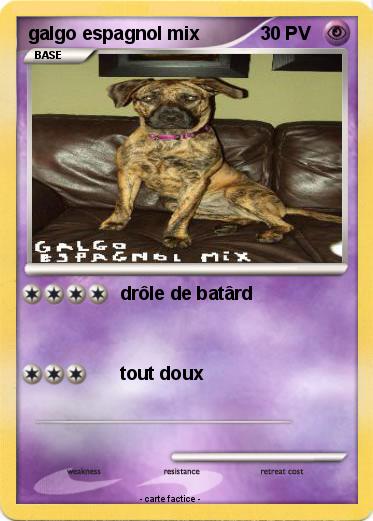 Pokemon galgo espagnol mix