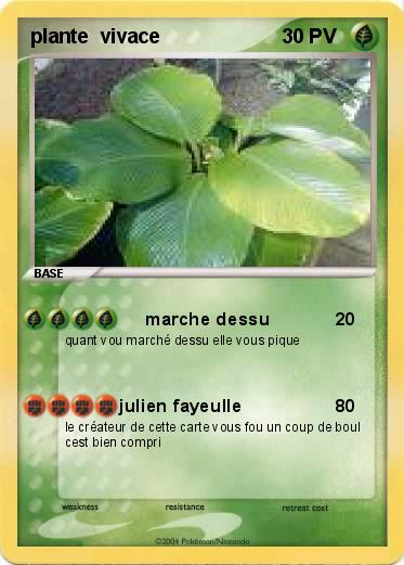 Pokemon plante  vivace                    