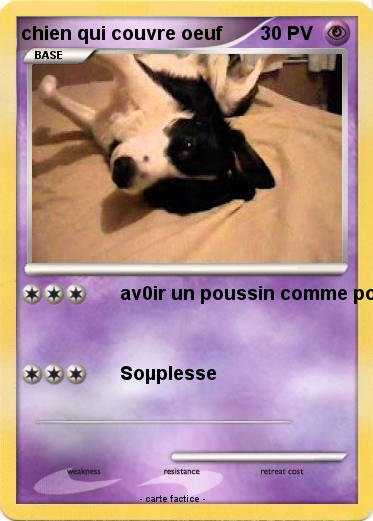 Pokemon chien qui couvre oeuf