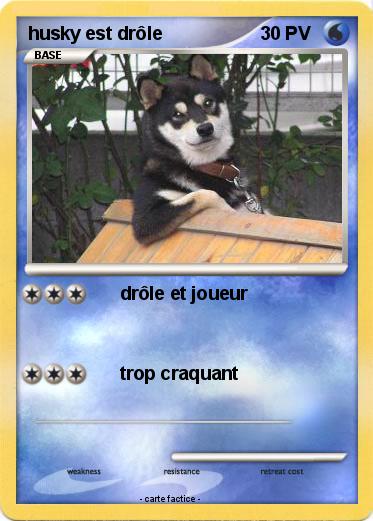 Pokemon husky est drôle