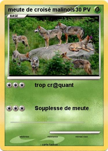 Pokemon meute de croisé malinois