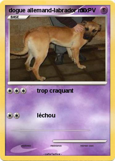 Pokemon dogue allemand-labrador mix