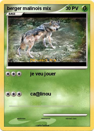 Pokemon berger malinois mix