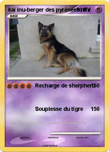 Pokemon kai inu-berger des pyrénées mix
