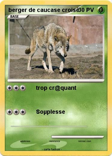 Pokemon berger de caucase croisé