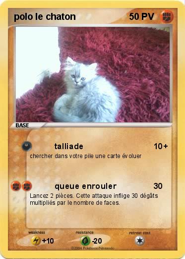 Pokemon polo le chaton